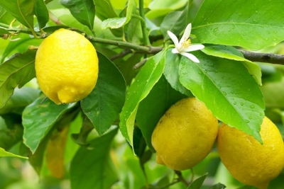 Çfarë i ndodh organizmit nëse hani një limon në ditë?