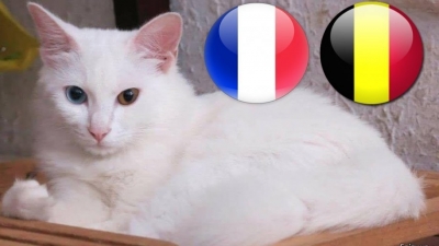VIDEO/ Macja Achiles zbulon fituesin në Francë - Belgjikë