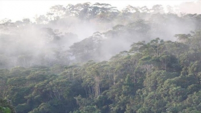 Bota ka humbur rreth 12 milionë hektarë pyje në vitin 2019