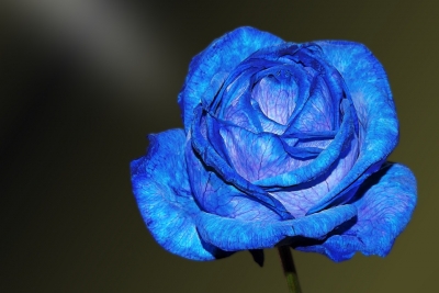 Krijimi i trëndafilit blu, injektohet ngjyra në ADN-në e lules