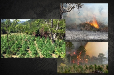 Denoncimi/ Zbulohet arsyeja e zjarreve në pyje, po përgatitet terreni për kanabisin
