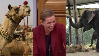 Deputetët danezë s’e mbajnë dot të qeshurën teksa po flisnin për blerjen e disa elefantëve (Video)