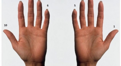 Gjatësia e gishtave zbulon seksualitetin tuaj
