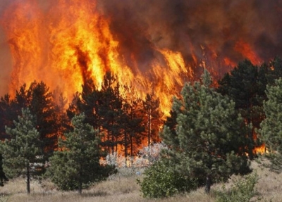 Zjarr në Qafë Shtamë, digjen sipërfaqe të tëra me dru pyjorë dhe pisha