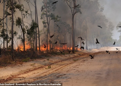 E çuditshme, ky zog po përhap zjarret e furishme në Australi