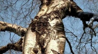 Pema e çuditshme me trup si të femrës