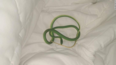Zgjohet në krevat me… një gjarpër