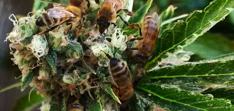 bees marijuana