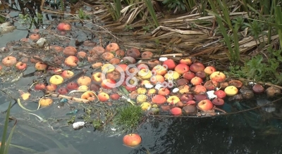 Fermerët e Devollit s'kanë treg për mollët, mundi i një viti shkon në lum