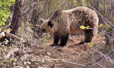 E rëndë në Kukës/ Ariu sulmon një burrë, helikopteri nuk i shkon në ndihmë