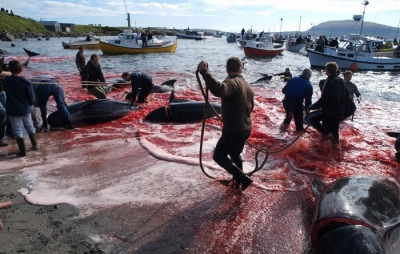 Gjuetarët japonezë masakrojnë balenat shtatzënë
