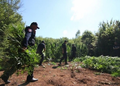 Aksioni i madh i policisë, 1600 forca zbulojnë 133 bimë kanabisi