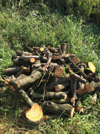 FOTO/ Të mashtruar nga Rilindja, fermerët sharrojnë drufrutorët. 'Narkoshtetit i intereson vetëm hashashi’