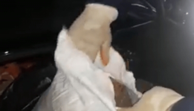 Kapen gjatë shkëmbimit të drogës, arrestohen tre persona në Fier