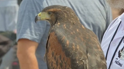 Pulëbardhat bezdisëse, thirren në ndihmë fajkojtë