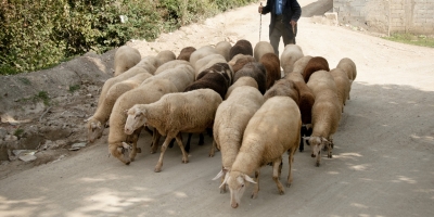 Po kulloste bagëtinë, bariu gjen vdekjen tragjikisht në mal