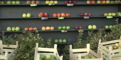 Bashkia organizon 'Festën e Mollës'/ Fermerët e Korçës: Kemi nevojë për treg, jo për panaire