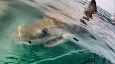 Turisti skocez sulmohet nga peshkaqeni në Oqeanin Indian, gjendet gishti me unazën e martesës