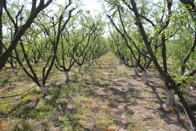 FED invest mbeshtet fermerin i çon traktorin në Malinat Berat, por rruga i rrit koston e prodhimeve