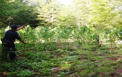 Zbulohet parcela me bimë narkotike, në pranga kultivuesit