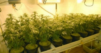 Serë me kanabis në shtëpi, arrestohet kultivuesi