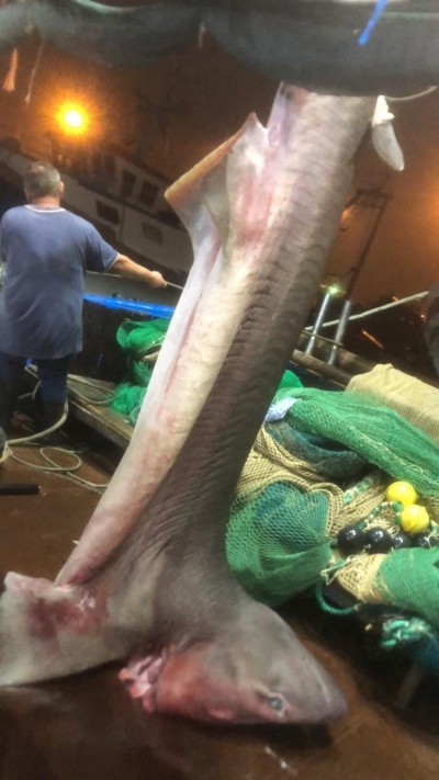 450 kilogramë, peshkaqeni tiger kapet në afërsi të Durrësit