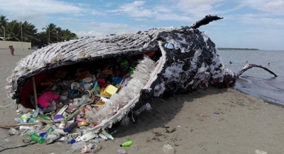 Spanjë, jo vetëm e ngordhur, por edhe plot mbeturina, ja çfarë u gjet në bregdetin spanjoll