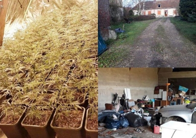 Përdornin fermën për tharjen e marijuanës, arrestohen në flagrancë shqiptarët