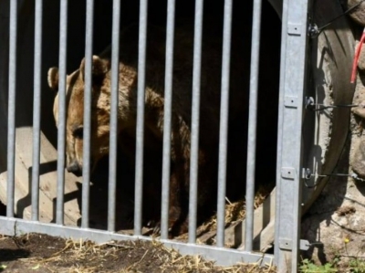 VIDEO/ Shpëton edhe arushi Roko... nga Shqipëria, fiton jetën e re në Gjermani