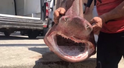 Kapet peshkaqeni i pazakontë në Durrës, habiten peshkatarët!