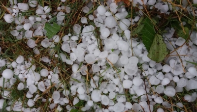 Korçë/ Breshri dëmton të mbjellat, fermerët kërkojnë kompensim nga shteti