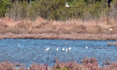 Biodiversiteti, Shqipëria zotëron 290 lloje shpendësh autokton, 90 lloje po rrezikojnë zhdukjen