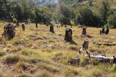 Shqipëria, vendi me më pak pyje në rajon
