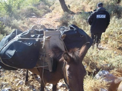 700 kg drogë në Vlorë, policia finalizon operacionin me “arrestimin” e mushkave