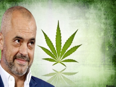 Raporti/ “Shqipëria prodhuesja më e madhe e kanabisit në Europën Juglindore”