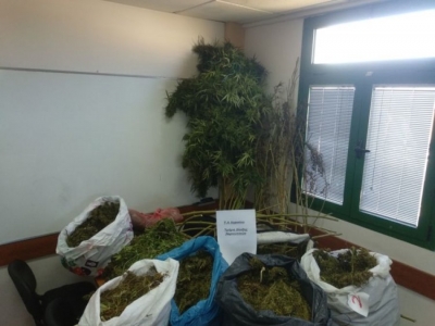 Plantacion me kanabis në Greqi kapet shqiptari