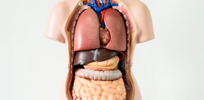 7 organet pa të cilat mund të jetojmë normalisht