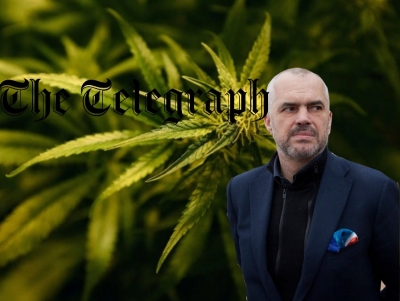 “The Telegraph”: Shkollat në Shqipëri po mbyllen, të rinjtë vijnë në Angli si fermerë kanabisi