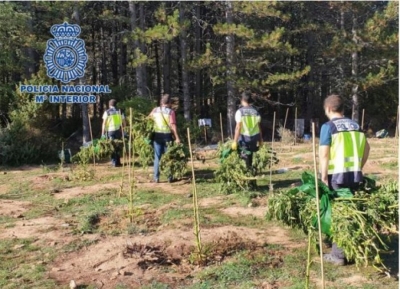 Plantacion kanabisi në Spanjë, arrestohen 4 shqiptarë me dy tonë marijuanë