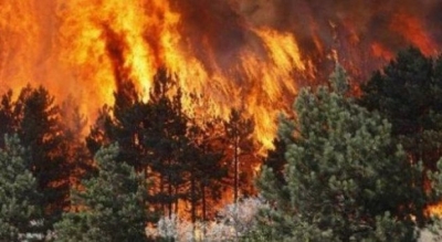 Policia arreston zjarrvënësin e pyjeve në Mirditë