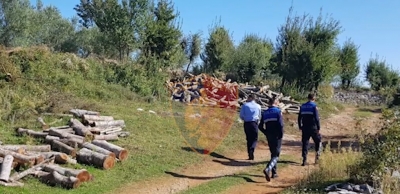 Operacioni “Alpet”, sekuestrohen 8 kamionë me lëndë drusore në Shkodër, gjoba inspektorëve të mjedisit
