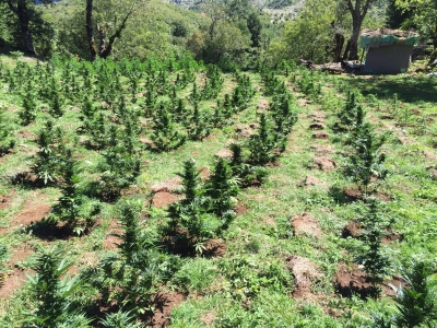 Kultivonin kanabis në Vlorë, arrestohen 4 persona