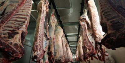Alarmi pas investigimit: Në fabrikën e mishit theren lopë të sëmura