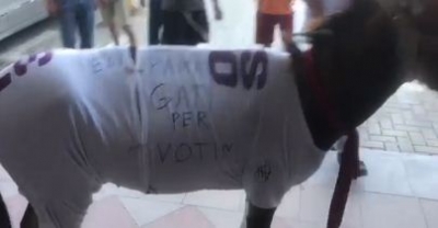 VIDEO/ Qytetari shkon të votojë bashkë me gomarin në zgjedhjet moniste të Ramës