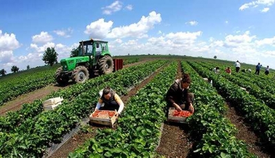 Fermerët rrezikojnë faliment, kreu Ekzekutiv i Industrisë Ushqimore: Ndryshimet në TVSH, pasoja të rënda