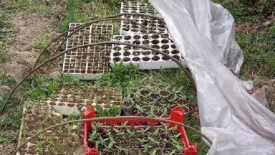 U gjenden kubikë me kanabis gati për mbjellje, pranga dy të rinjve