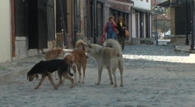 Kopetë e qenëve endacakë &quot;pushtojnë&quot; Korçën