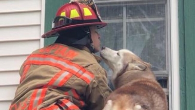 Video/ Mirënjohja e një qeni... puthje për zjarrfikësin që sapo e shpëtoi
