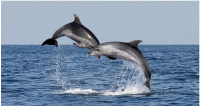 Balena dhe delfinë në Adriatik: Po e shëron pandemia natyrën?