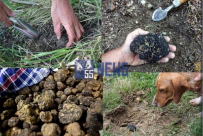 Gjuetia e &#039;arit të zi&#039; në malet e Shqipërisë/ Kërcënime, qenë të vrarë dhe pemë të masakruara...